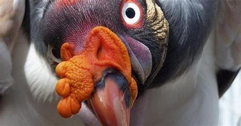 Encountering The King Vulture—and Learning The Way Of The Scavenger