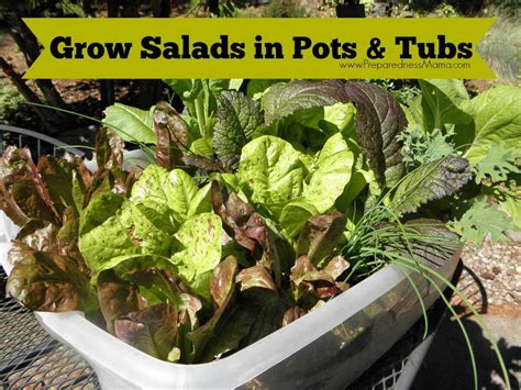 Grow Salads In Pots And Tubs Preparednessmama
