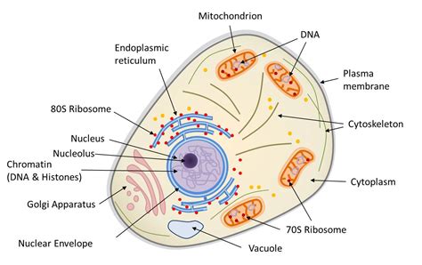In this guide, we'll explain what animal cells are, the difference between plant and animal cells, and other important information. Symbiosis and evolution: at the origin of the eukaryotic ...