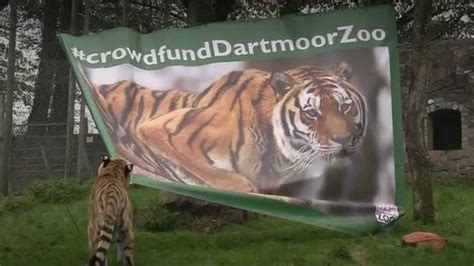 Rosemoor Zoological Park Dartmoor Zoological Park Animals At The