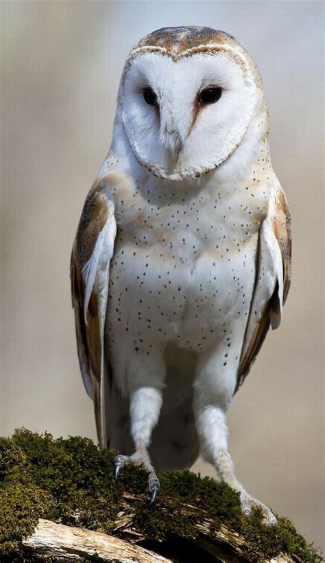 Owls Are Freakin Awesome Barn Owl Bird Photography