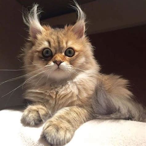 The tips may be rounded, pointed, tufted or fringed depending on the breed. 9 Cats That Prove The Fluffiest Ears Are The Cutest Ears ...