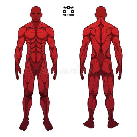 Superficial back muscles, intermediate back the intrinsic muscles are named as such because their embryological development begins in the back, oppose to the superficial and intermediate back muscles which. Human Body Anatomy Workout, Front And Back Muscular System Of Muscle Groups Parts . Flat Medical ...