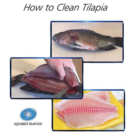 How To Clean Tilapia Aquabest Seafood Fresh Tilapia And Rainbow Trout