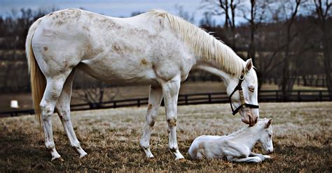 Mare Takes Her Unusual White Thoroughbred Foal Out Showing Off Its