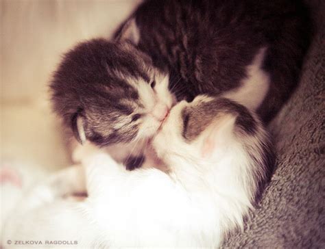 Kitten Kisses Cute Animals Kissing Kitten Love Cats