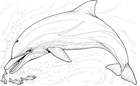 Kolorowanka Delfin Goni Małe Rybki Do Druku I Online