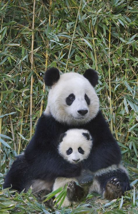 11 Too Cute Photos Of Animal Moms And Their Babies Cute Animals Cute