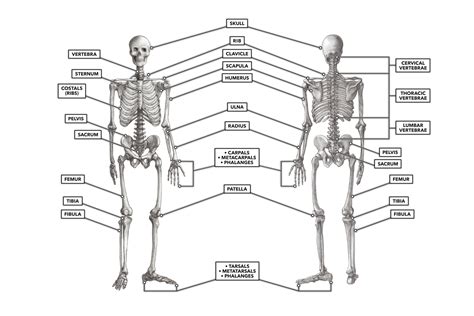 human body diagram cardiovascular system