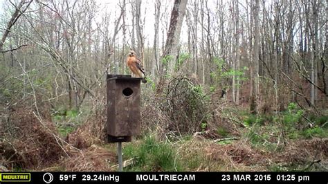 M 990i Watching Wood Duck Nesting Box Youtube