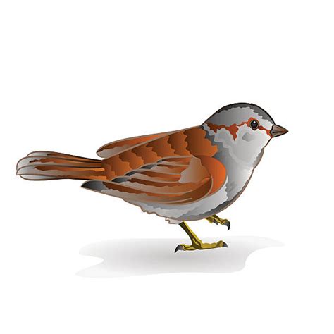 Best House Sparrow Passer Domesticus Illustrations Royalty Free