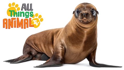 Sea Lion Animals For Kids All Things Animal Tv