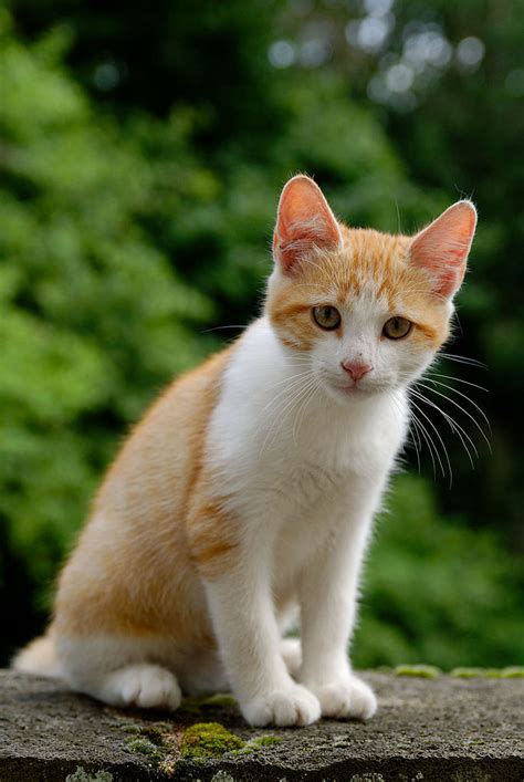 Is your cat's personality linked to the color of her coat? File:Golden tabby and white kitten n02.jpg - Wikipedia