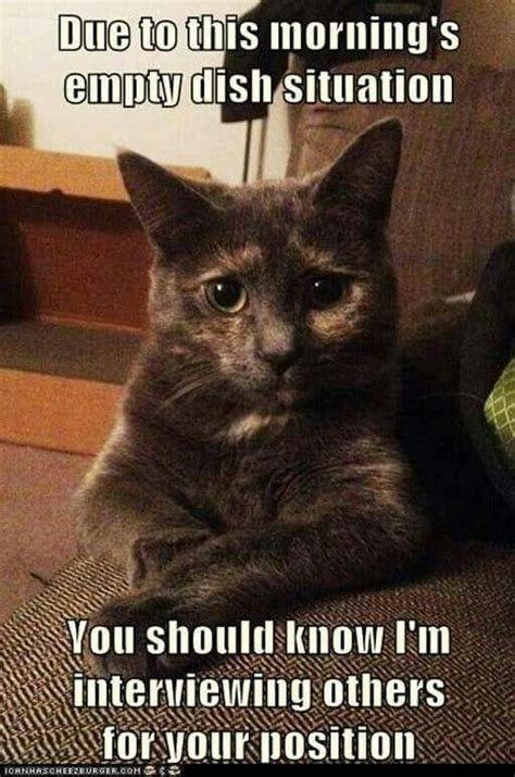 Hungry Cat Funny Animal Pictures Funny Cat Memes Funny Animal Memes