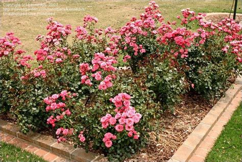 plantfiles pictures floribunda rose bella rosa rosa by kennedyh