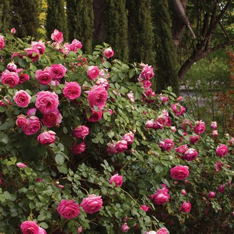 Pretty In Pink Eden Climbing Rose Plant Potted Fragrant