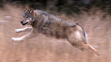 Colorado Officials Confirm First Wolf Attack Since Reintroduction