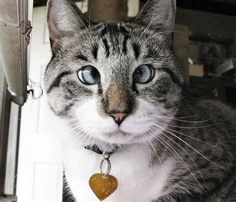 Meet Spangles The Cutest Crossed Eyed Cat Youll Ever See 9 Pics