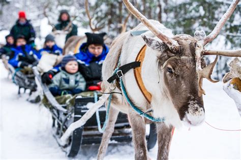 Reindeer Sleigh Ride Rovaniemi 9 Lapland Welcome In Finland