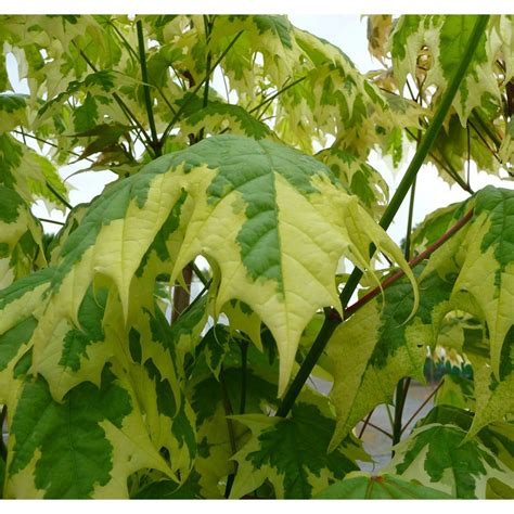 This variety has green lobed foliage with white trims which originally appears. Acer Platanoides Drummondii | Variegated Norway Maple