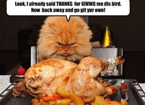 25 Hilarious Happy Thanksgiving Funny Memes That Will Burst You Into