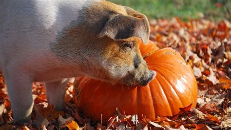 Pigs And Pumpkins Youtube