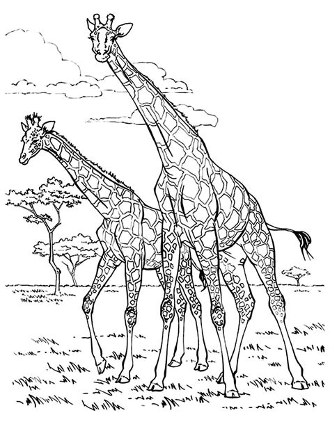 Fise de Colorat cu Două Girafe Descărcați imprimați sau colorați online gratuit