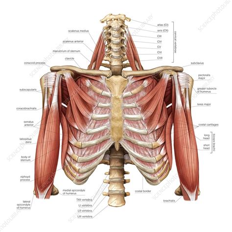 Muscles Of The Thorax Stock Image C Science Photo Library