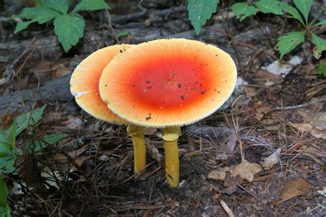 American Caesars Mushroom Amanita Caesarea Mccormick Co Flickr