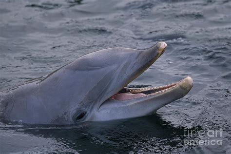 Dolphins Smile Photograph By Rawshutterbug Fine Art America