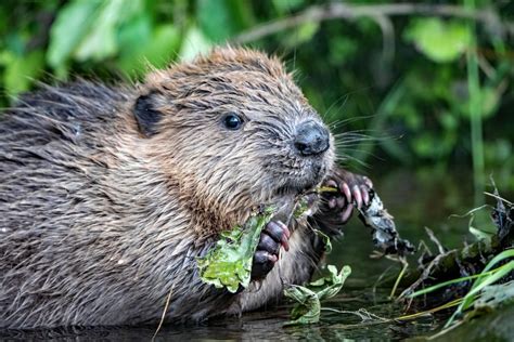 The Real Reason Why Beavers Could Be Coming To London Positive News