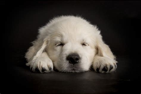 Super Cute Puppies Top Dreamer