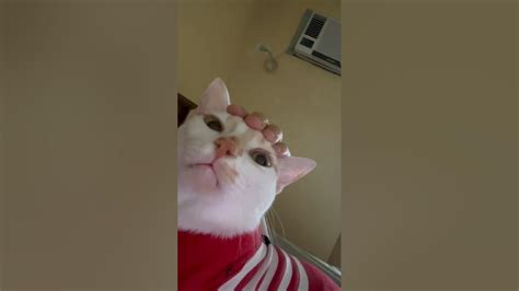 Cat Loves Head Massage Youtube
