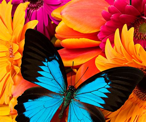 22 Colourfull Butterfly Mobile Wallpaper On Wallpapersafari