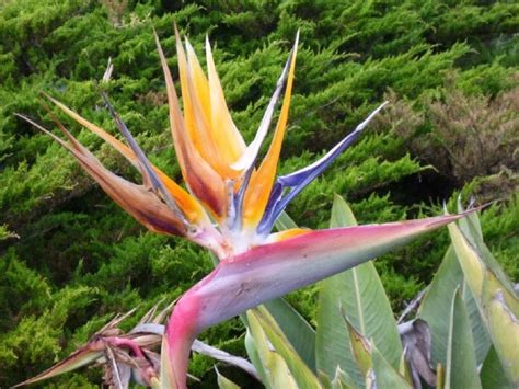 California Coastal Plants