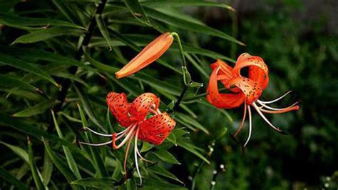 Common Lily Varieties Rayagarden