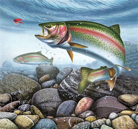 Rainbow Trout Trout Painting Trout Art Fish Drawings
