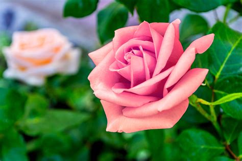 Sebagian besar adalah pilihan aars; Kopi Hangat: Foto Bunga Mawar yang Cantik
