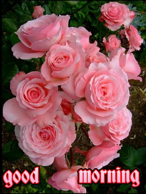 Good morning greetings good morning happy sunday good morning roses happy friendship day. Good morning - Kishor Ekatpure - Google+ | Pretty flowers ...