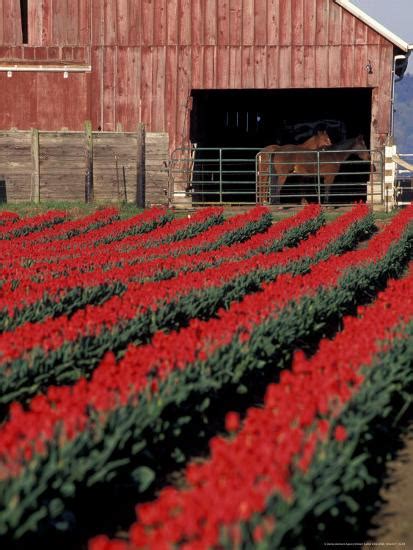 Tulip Field And Barn With Horses Skagit Valley Washington Usa