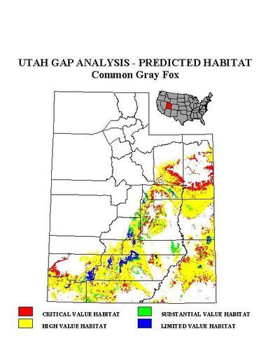 Gray Fox Utah Mammals ·