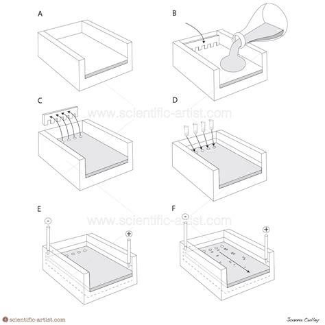 Gel Electrophoresis Scientific Scientific Artist