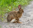 Snowshoe Hare (Lepus americanus) - Robin Barefield