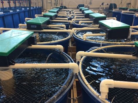 Ras Fish Farming Recirculating Aquaculture System Agri Farming