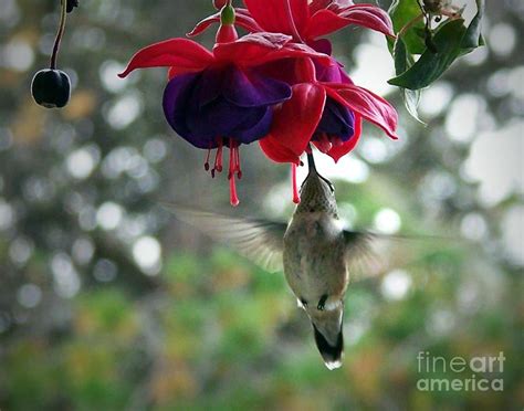 A guide to the best native flowers that attract hummingbirds and why you should choose them! Fuschia Hummingbird love them. | Tattoo ideas | Pinterest ...