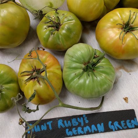 Slicing Tomato Seeds Aunt Rubys German Green Organic Sow True Seed