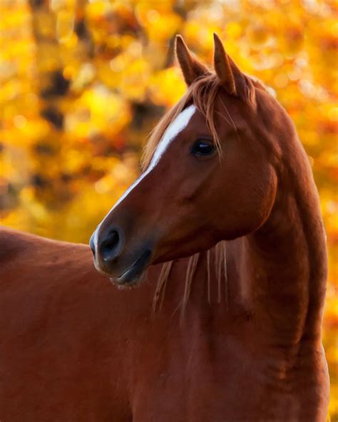 Stunning Horses