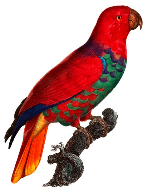 The Eclectus Parrot Eclectus Roratus From Natural History Of Parrots