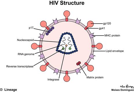 Human Immunodeficiency Virus Acquired Immunodeficiency Syndrome