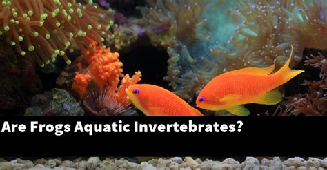 Are Frogs Aquatic Invertebrates Planted Nano Tanks